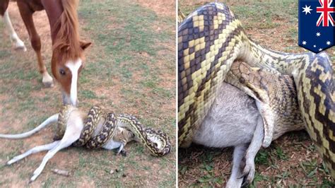 Snake Eating Horse