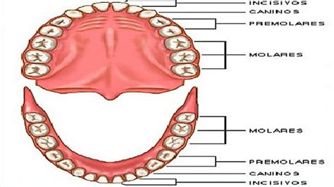 ¿Cómo funcionan los dientes?