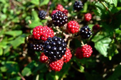 Blackberry | Diseases and Pests, Description, Uses, Propagation