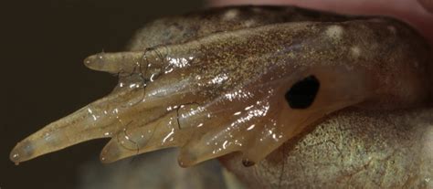 New Mexico Spadefoot Toad – Pajarito Environmental Education Center