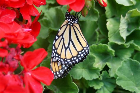 Monarch Butterfly Hatching | RedGage