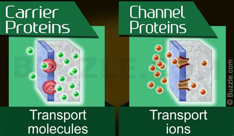 Channel Protein Diagram