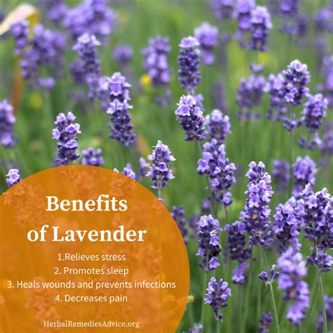 Benefits of Lavender Herb