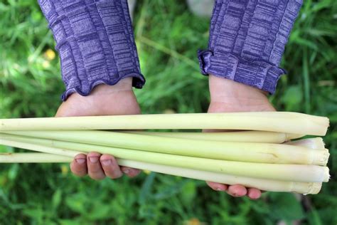 How to Grow Lemongrass Indoors or Outside