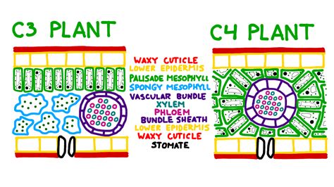 Difference Between C3 And C4 Plants - Plants BC