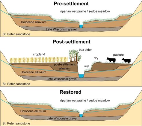 Fig. 2. Conceptual Model of Floodplain Change