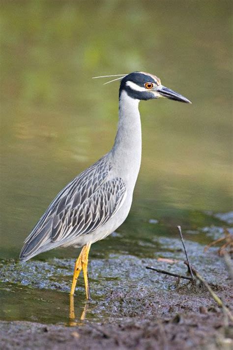 family Ardeidae - herons, egrets and kin | Night heron, Heron, Flightless bird