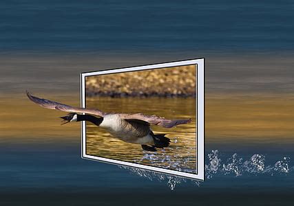 Free photo: canada geese, geese, animals, water, bird, bill, poultry | Hippopx