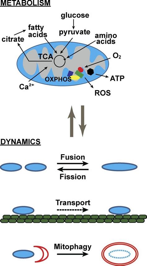 Overview of mitochondrial metabolism and dynamics. The mitochondrion is ...