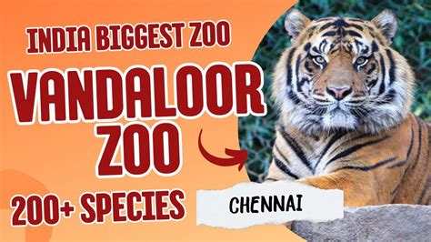 Vandalur zoo 🔥.India’s Biggest zoo|One Day Trip|Must visit Vandalur zoo ...