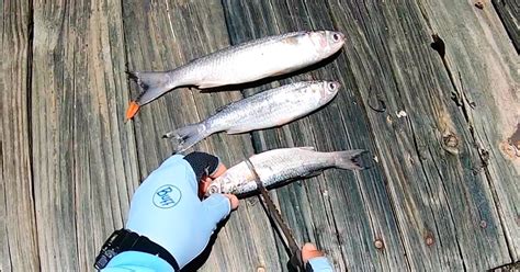 Cut Bait Fishing Tips (For Redfish, Black Drum, Snook & More)