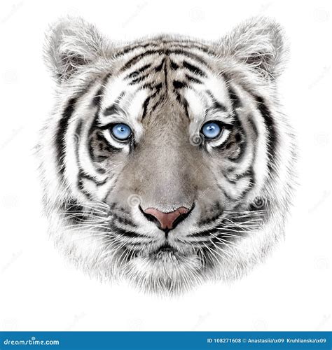 Retrato Del Mano-dibujo De Un Tigre De Bengala Blanco Foto de archivo - Ilustración de trazado ...