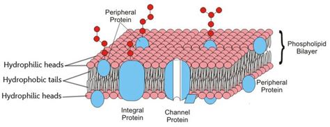 Cell Membrane Hydrophilic