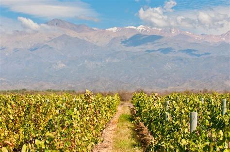 Mendoza Wine Regions | Wine region, Tourist, Argentina