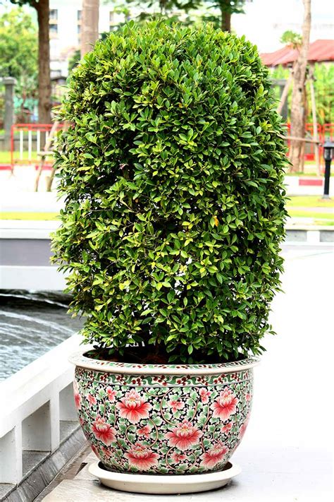 Shade Evergreens For Containers