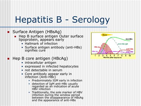 PPT - Hepatitis B PowerPoint Presentation, free download - ID:342774