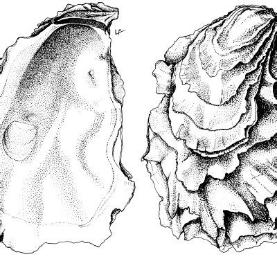 1.1. Anatomy of the Pacific oyster (Crassostrea gigas). Courtesy of... | Download Scientific Diagram