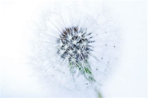 Dandelion On White Background Free Stock Photo - Public Domain Pictures