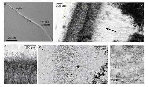 | Light micrographs of sheath-former Leptothrix ochracea enriched in a... | Download Scientific ...