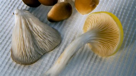 Oyster Mushroom Varieties - Insta Mushrooms