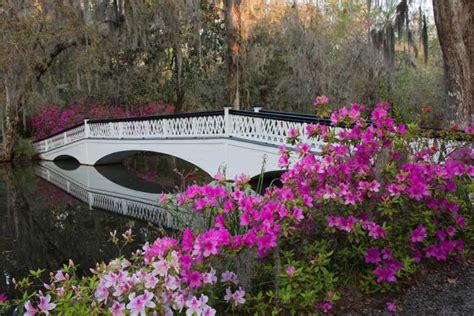 Charleston: Historic City Tour & Magnolia Plantation Combo | GetYourGuide