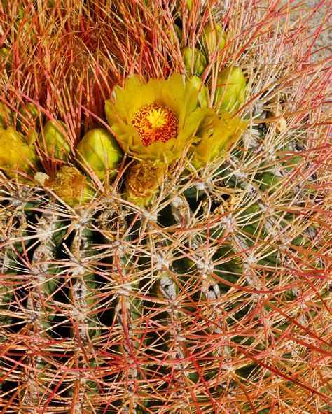 barrel cactus flower 2 | Lorraine | Flickr