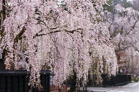 19 Species of Weeping Trees