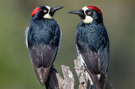 Acorn Woodpecker Range