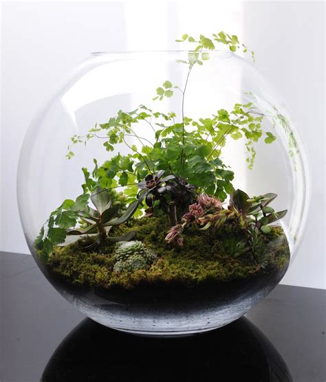 Terrariums... fish bowl gardening | Garden terrarium, Plants, Terrarium