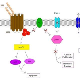 Representation of the location of the gene that codes for SST on ...