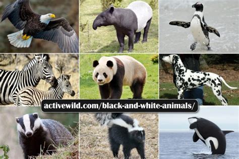 Black And White Animals List With Pictures & Interesting Facts