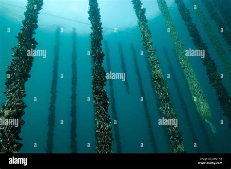 Shell Farm, Mytilus edulis, Piran, Istria, Slovenia Stock Photo - Alamy