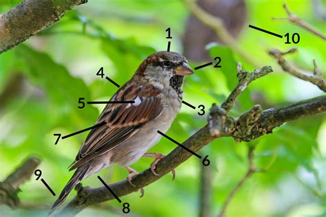 House Sparrow Identification Guide