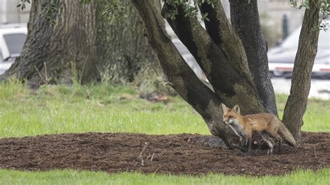 After being bitten by a rabid fox, a congressman wants cheaper rabies ...