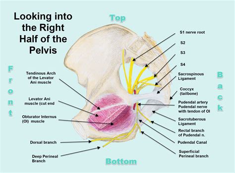 PUDENDAL NERVE NEUROPATHY - Innovative Therapy Canada