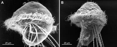 Scanning electron micrographs of trochophore larvae showing the ciliary... | Download Scientific ...