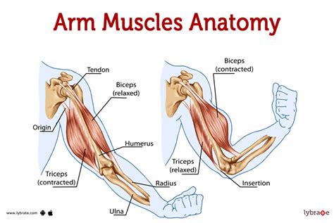 Muscles Of The Arm Laminated Anatomy Chart | atelier-yuwa.ciao.jp