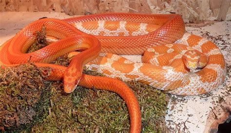 Corn Snakes Facts You Need To Know Before Owning One - The Pet Well