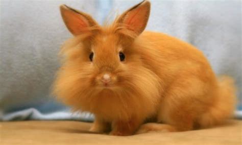 Full List Of All Rabbit Breeds