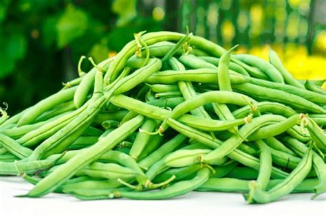 Phaseolus vulgaris - Green Beans