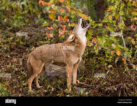 Howling coyote hi-res stock photography and images - Alamy