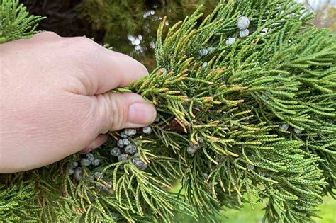 Are Juniper Berries Edible? | Gardener’s Path