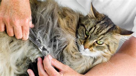 How to prevent and treat matted cat fur | PetsRadar