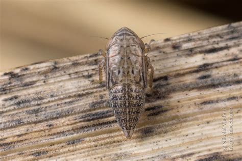 Photo #62877: Cicadellidae sp.