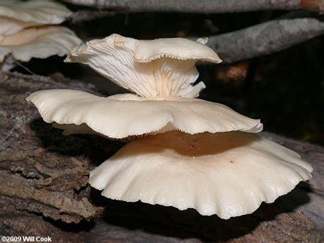 Oyster Mushroom (Pleurotus ostreatus)