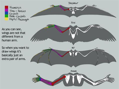 Human Wings Anatomy