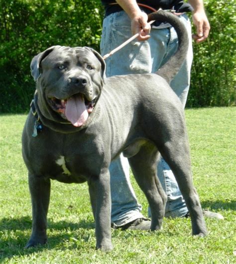 American Bandogge Mastiff ( Bulldog Mastiff Cross) Info, Temperament, Puppies, Pictures