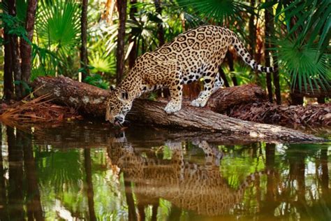 Bosques tropicales: Qué son, Características, Clima, Flora y Fauna ...