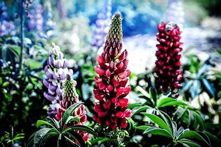 Lupine Flower Meaning: Develop Amazing Imagination & New Opportunities