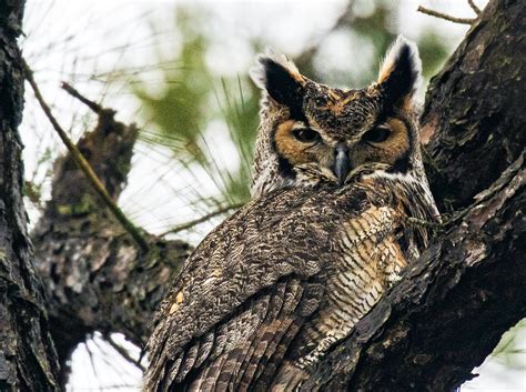 Great Horned Owl Nest